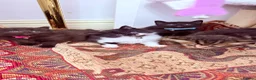 RagaMuffin cats for sale: 🤎Beautiful Ragamuffin Kittens🤎 - Advert 6