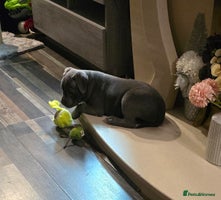 Staffordshire Bull Terrier dogs Stunning Staffordshire bull terrier pups - Advert 14