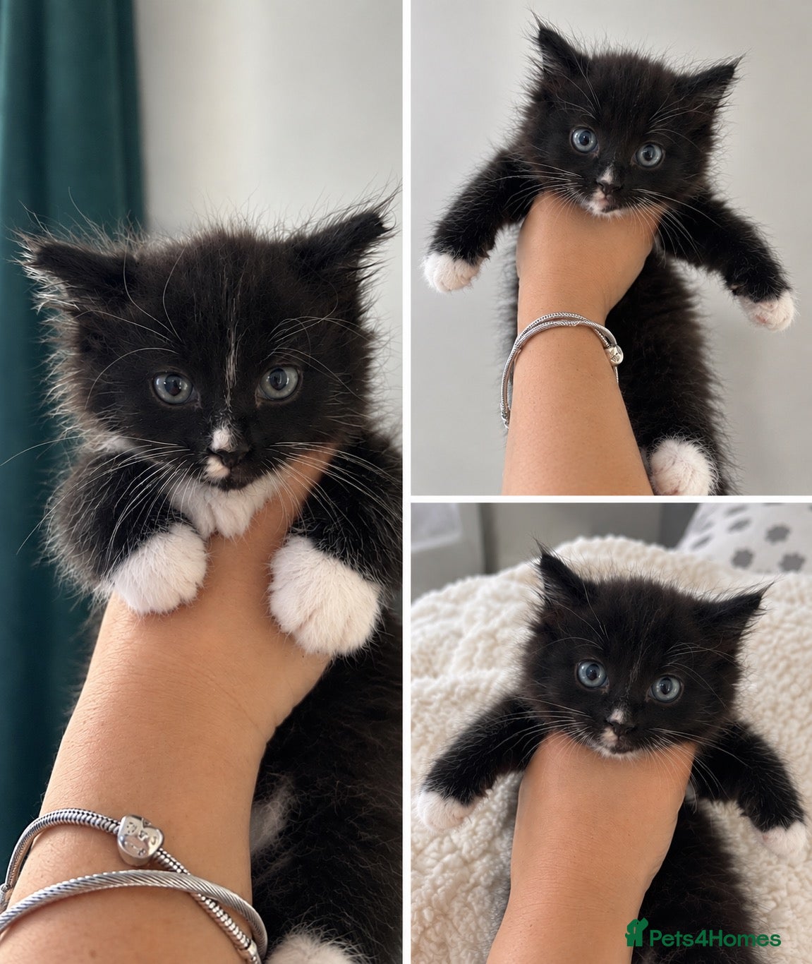 British Longhair cats Longhaired kittens  - Advert 1