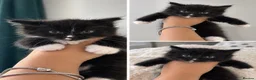 British Longhair cats for sale: Longhaired kittens  - Advert 1