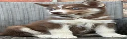 Siberian Husky dogs for sale: Siberian husky puppy dogs  - Advert 4