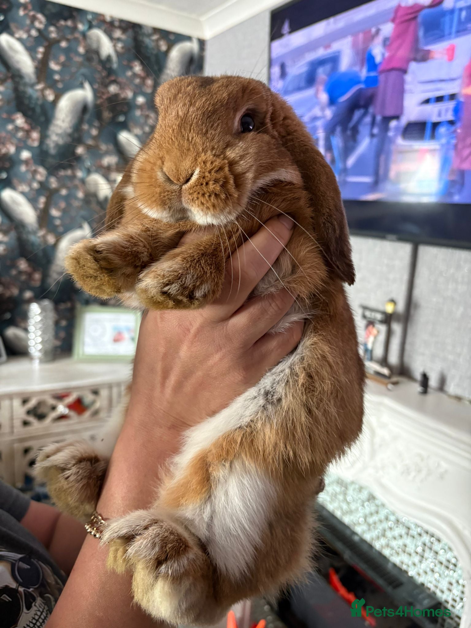 Mini Lop rabbits Mini lop buck - Advert 1