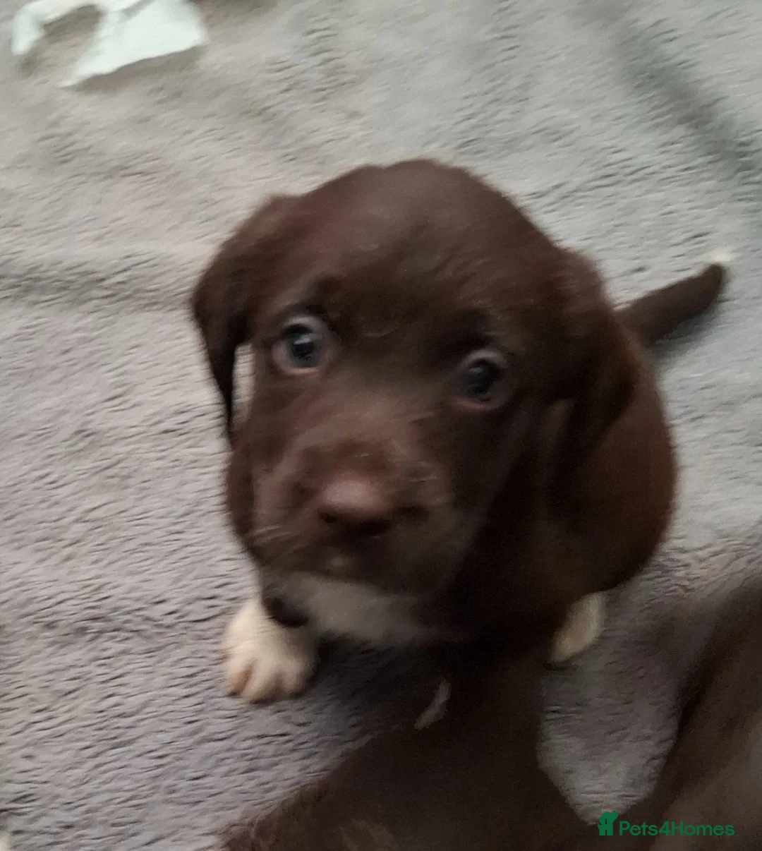 Labradoodle dogs for sale: Beautful home raised standard labradoodle puppies - Advert 14