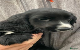 Cocker Spaniel dogs for sale: Cocker spaniel puppies - Image 8