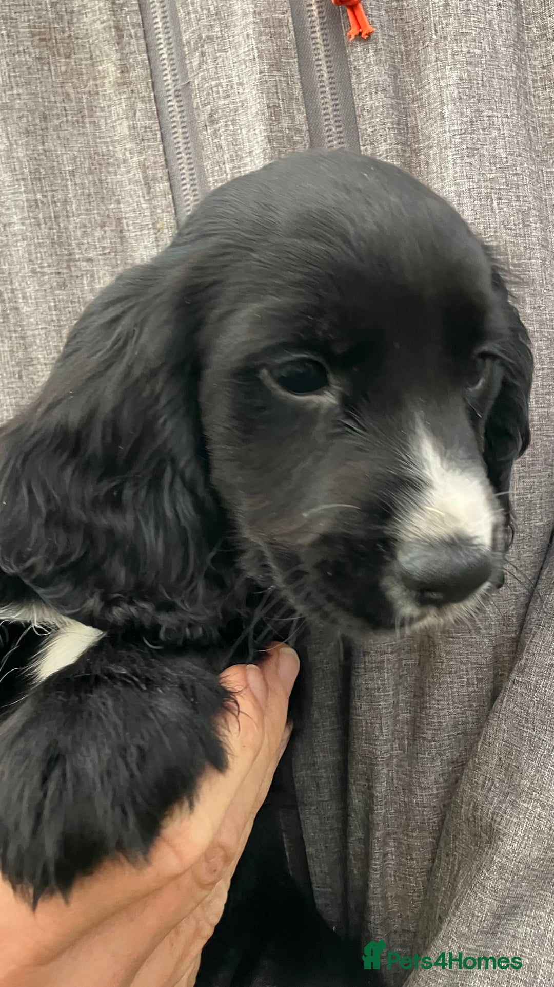 Cocker Spaniel dogs for sale: Cocker spaniel puppies - Image 8