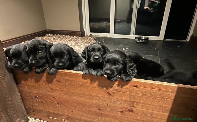Flat coated Retriever dogs - Advert 1