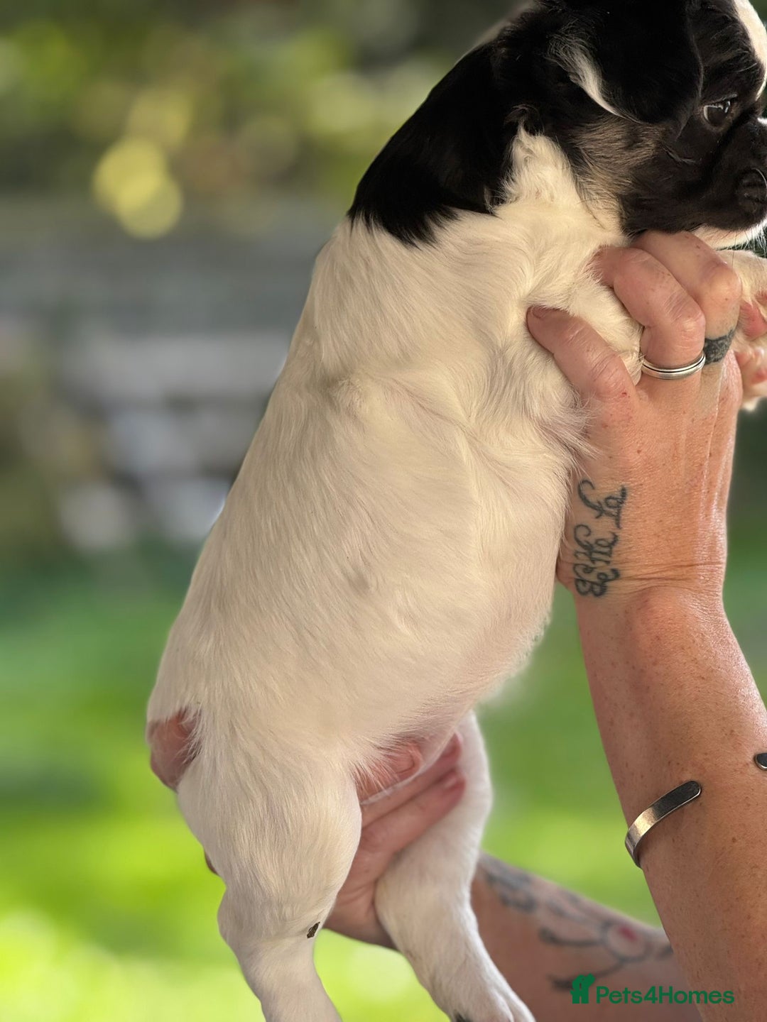 French Bulldog dogs for sale: Fluffy frenchie pups  - Image 18