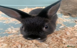 Netherland Dwarf rabbits for sale: Bunnies Netherland Dwarf Rabbits - Image 24