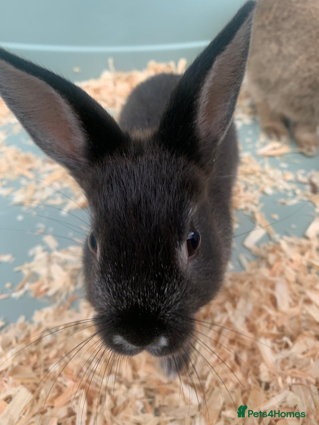 Netherland Dwarf rabbits for sale: Bunnies Netherland Dwarf Rabbits - Image 24