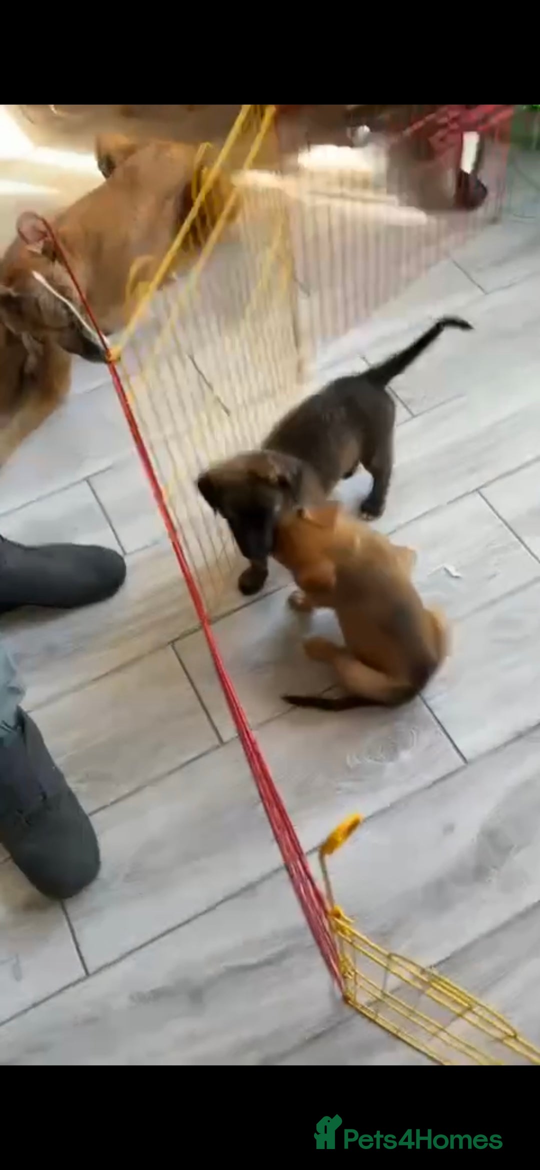 Mixed Breed dogs for sale: Kiwi German/lurcher - Advert 6