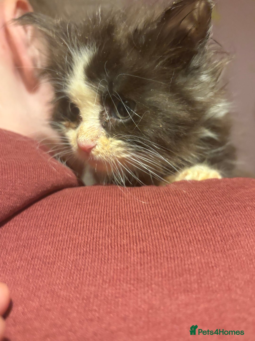 Maine Coon cats for sale: 2 beautiful Maine coon kittens  - Advert 4