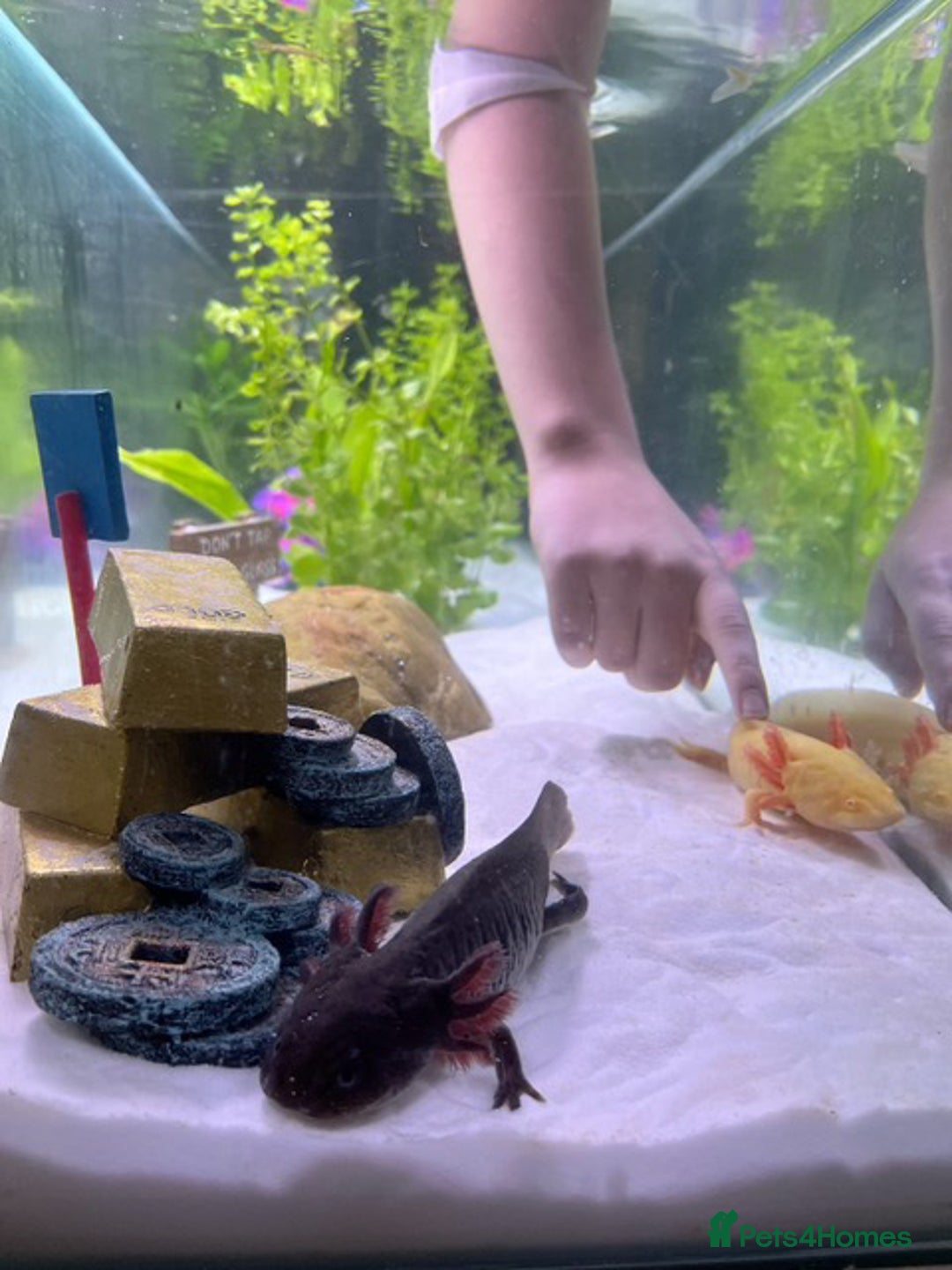 Axolotl reptiles for sale: Aquarium set up and pump  - Image 1