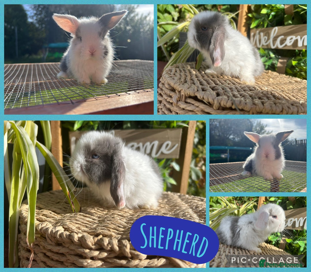 Mini Lop rabbits for sale: Litter of mini lop babies  - Image 6