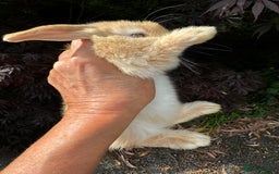 Mini Lion Lop rabbits for sale: Pure bred mini lop bunnies in Uckfield - Image 8