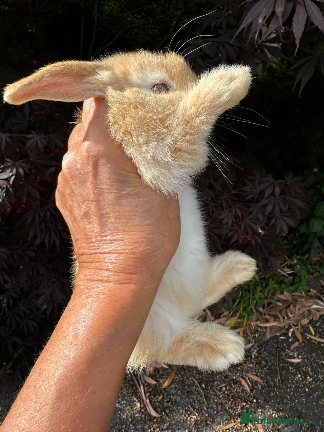 Mini Lion Lop rabbits for sale: Pure bred mini lop bunnies in Uckfield - Image 8