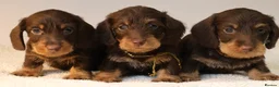 Miniature Dachshund dogs for sale: Choco+Wirehaired+5*Licensed+Kc+Praclear+Vetchecked - Advert 14