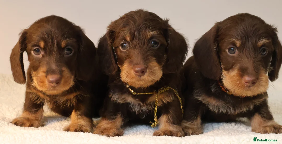 Miniature Dachshund dogs for sale: Choco+Wirehaired+5*Licensed+Kc+Praclear+Vetchecked - Advert 14