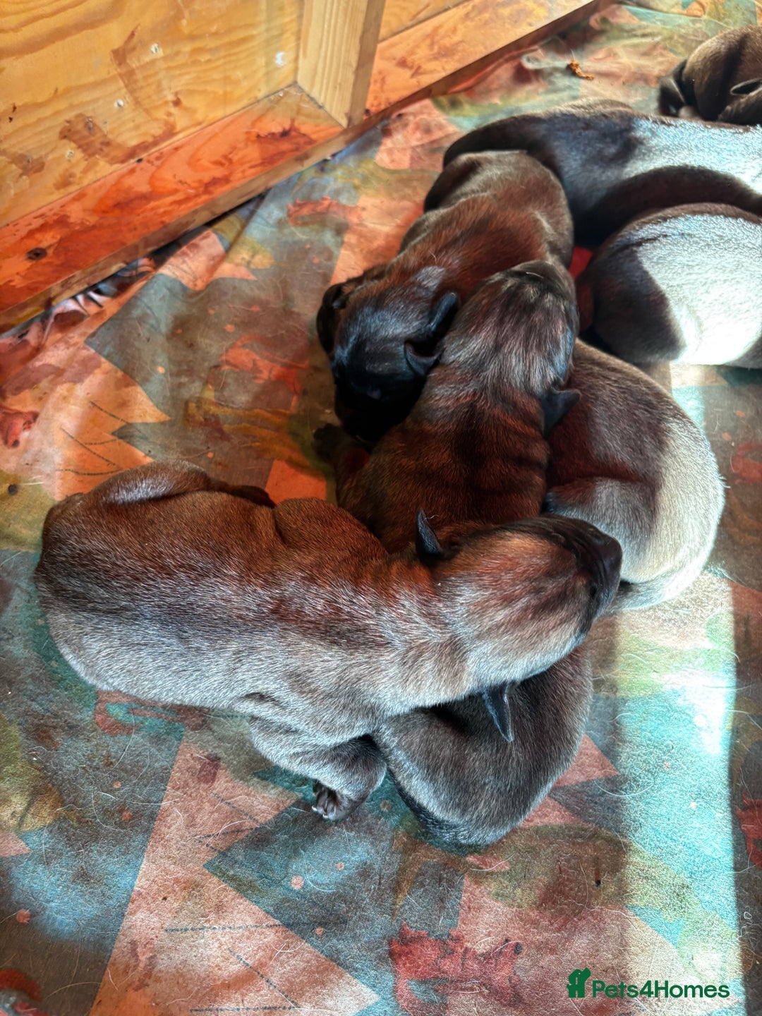 Anatolian Shepherd dogs for sale: Beautiful litter of stunning puppy’s  - Advert 13