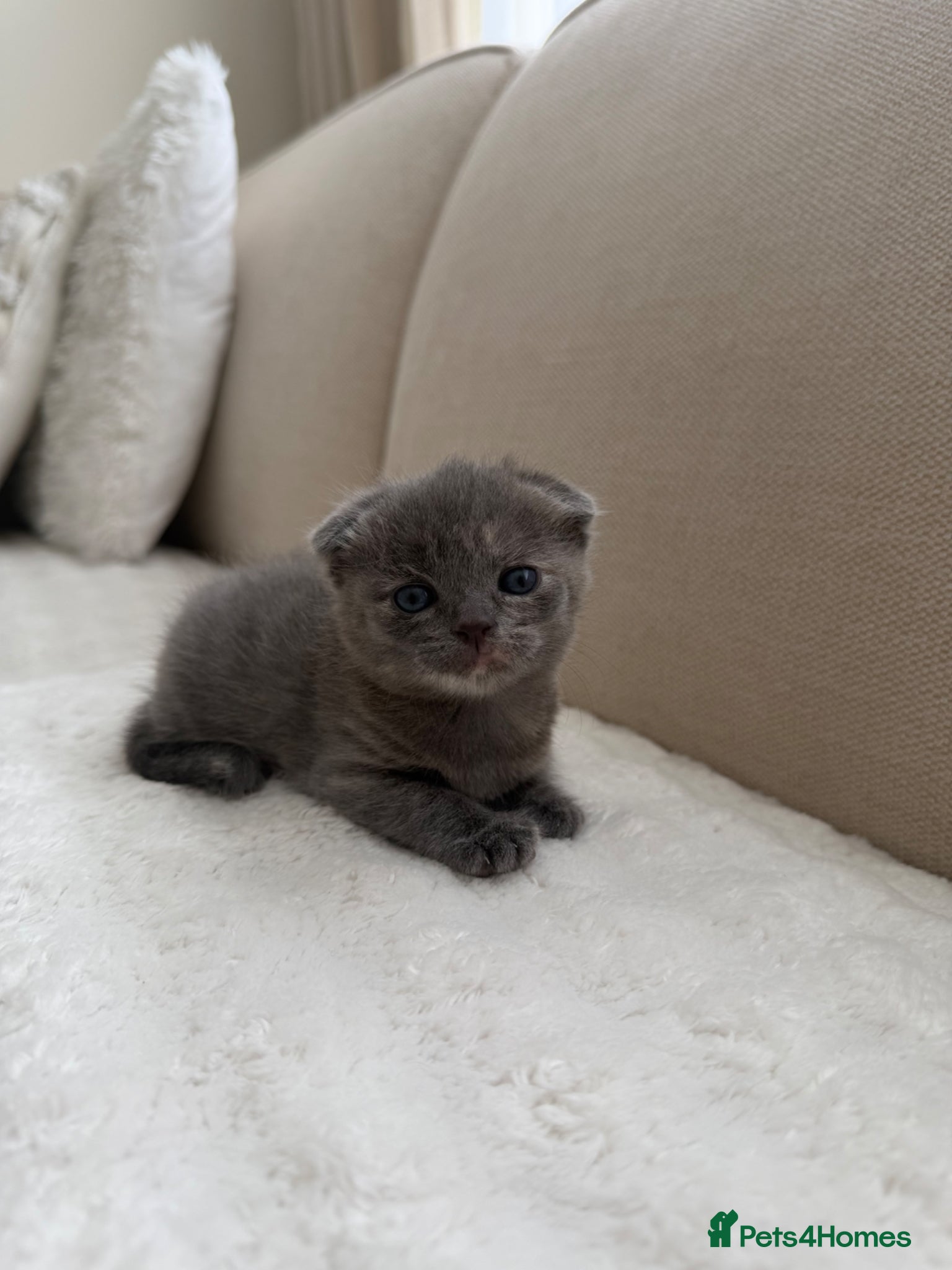 Scottish Fold cats Female scottish fold kitten  - Advert 2