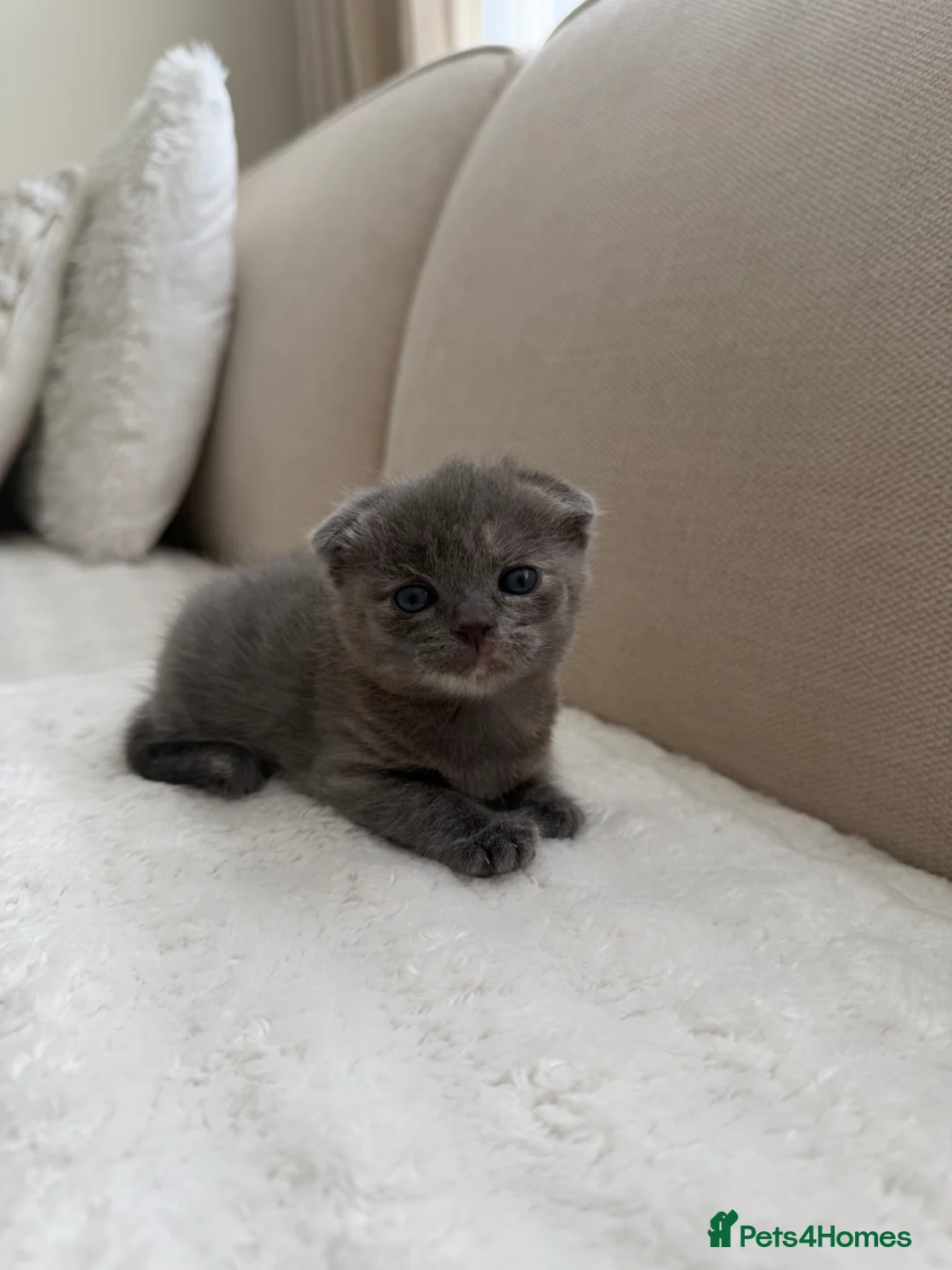 Scottish Fold cats for sale: Female scottish fold kitten  in Croydon - Advert 1