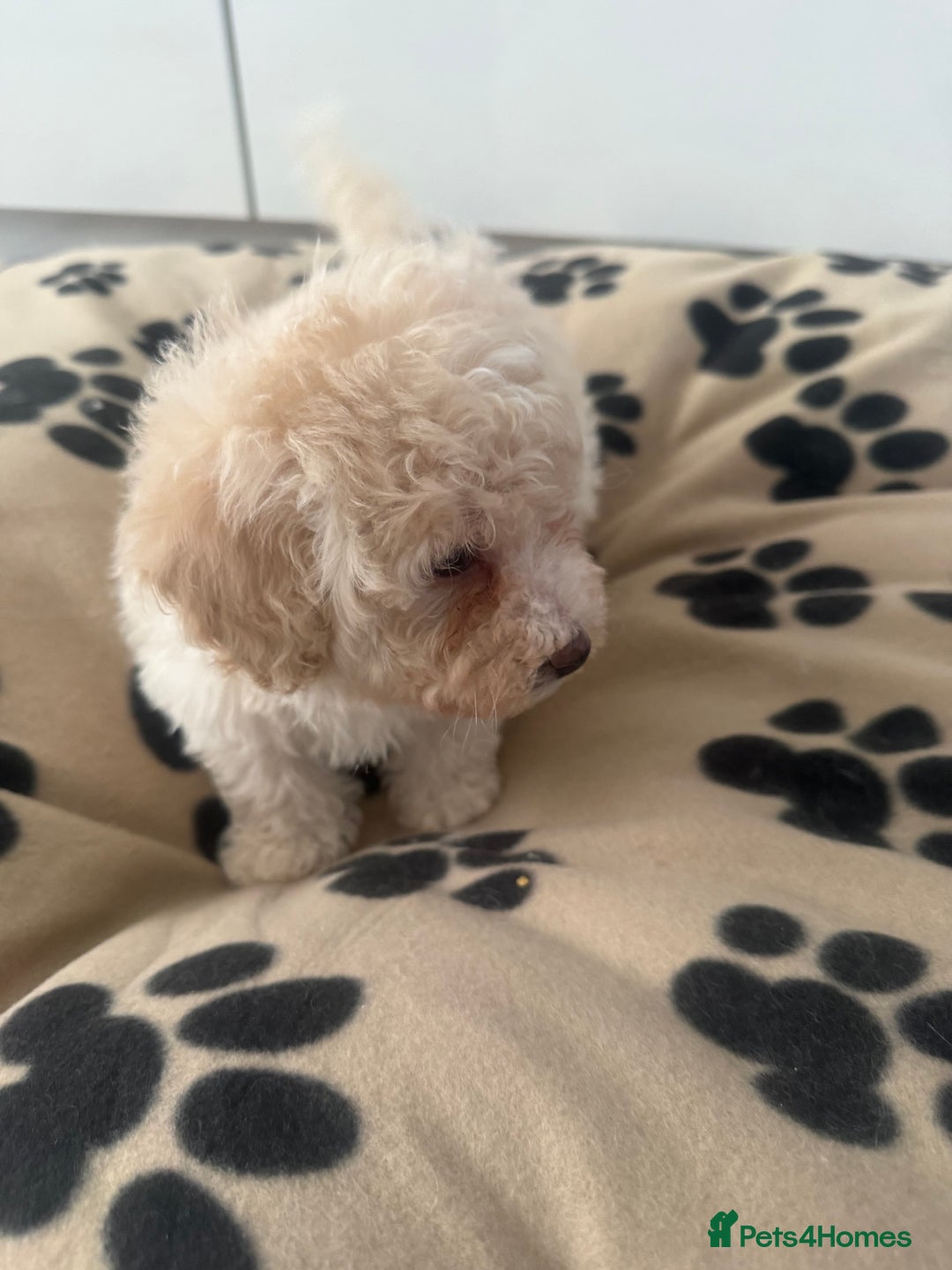 Poochon dogs for sale: Poochon puppies ready to go - Advert 7