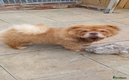 Chow Chow dogs for stud: Chow chow for stud - Image 1