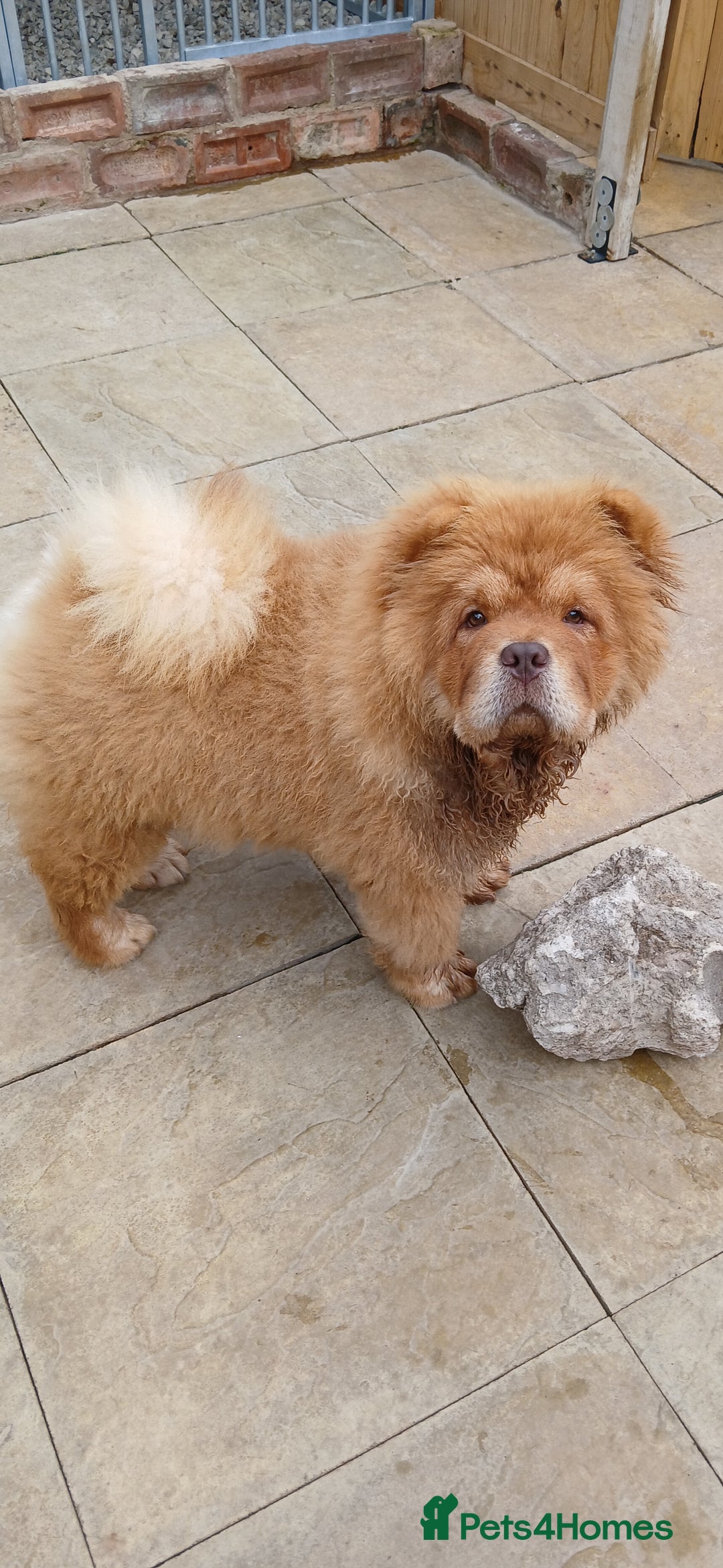 Chow Chow dogs for stud: Chow chow for stud - Image 1