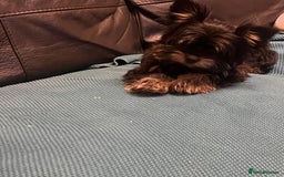 Biewer Terrier dogs for sale: 4 Black and tan Terrier pups, chipped & vaccinated - Image 6