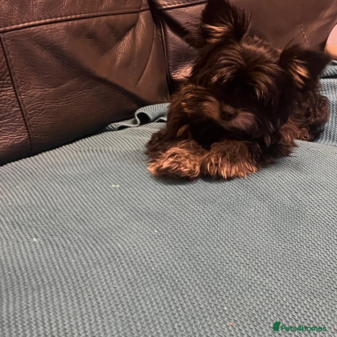 Biewer Terrier dogs for sale: 4 Black and tan Terrier pups, chipped & vaccinated - Image 6