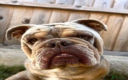 English Bulldog dogs for sale: Bambi  - Image 3