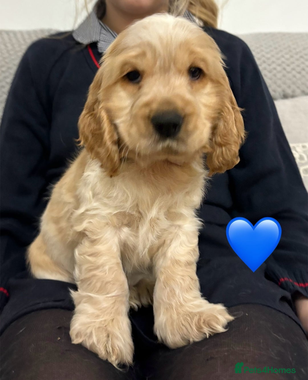 Cocker Spaniel dogs for sale: KC Reg Delightful Show Type Cocker Spaniels - Advert 28