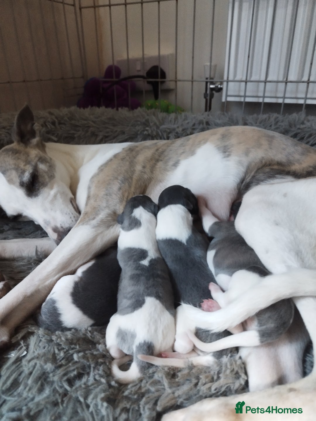 Whippet dogs for sale: Beautiful KC registered whippet puppies  - Advert 1