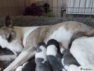 Whippet dogs Beautiful KC registered whippet puppies - Advert 1