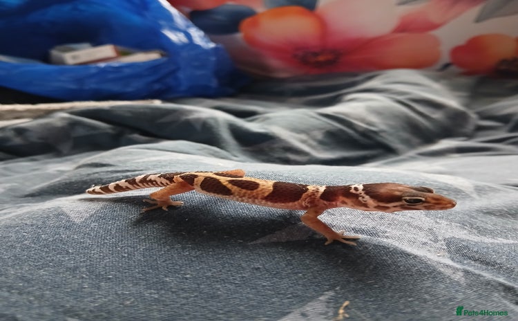 Leopard Gecko reptiles - Advert 9