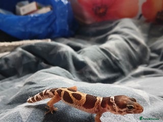 Leopard Gecko reptiles - Advert 10