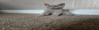 British Shorthair 1