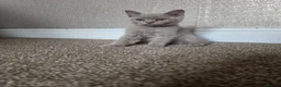 British Shorthair cats for sale: British Shorthair Kitten in Blackburn - Advert 3