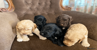 Cockapoo dogs - Advert 15