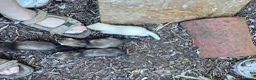 Ferret rodents for sale: 8 week old Ferrets for Sale in Scunthorpe - Advert 4