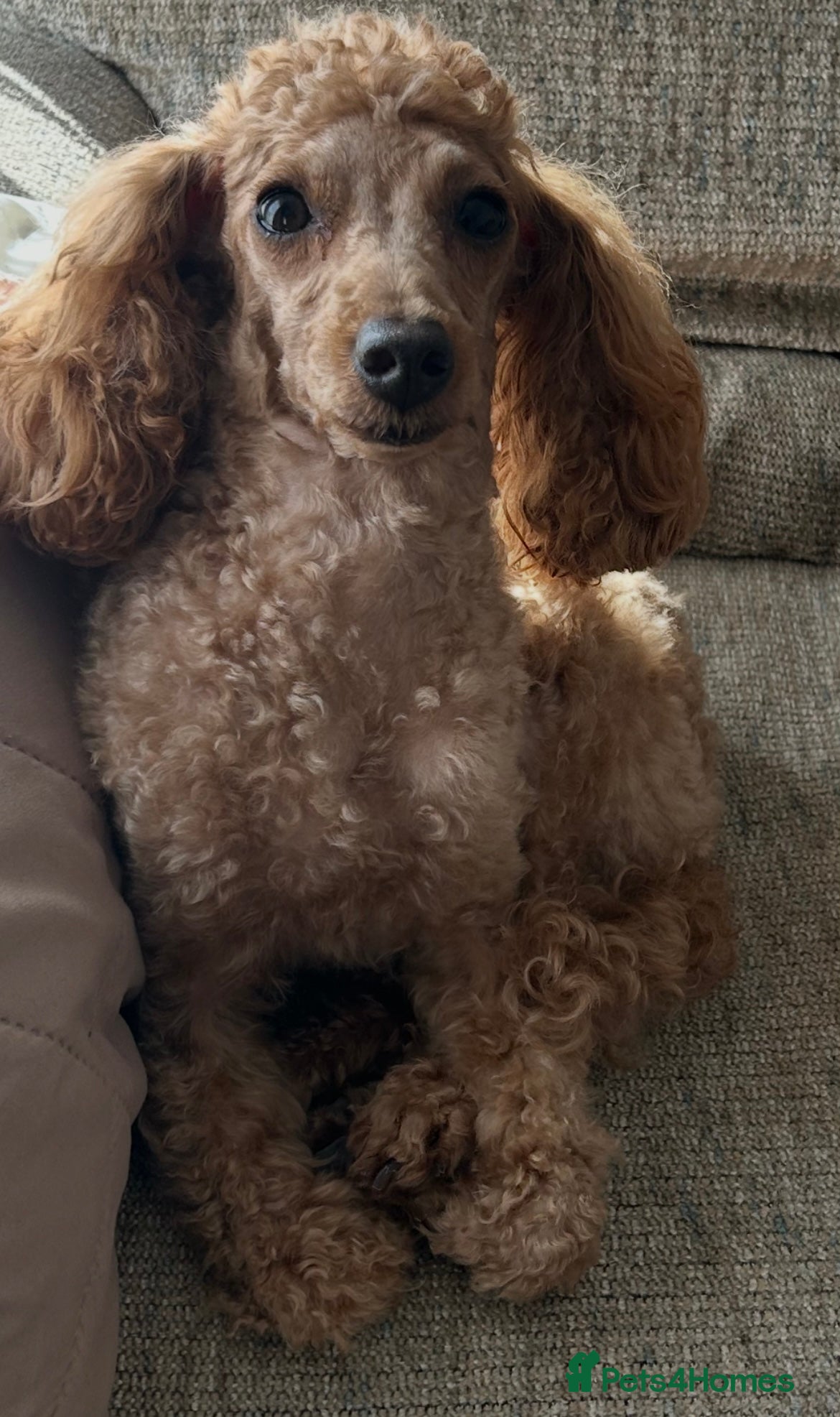 Toy Poodle dogs 3 Adorable Male Red Toy Poodle Puppies - Advert 2