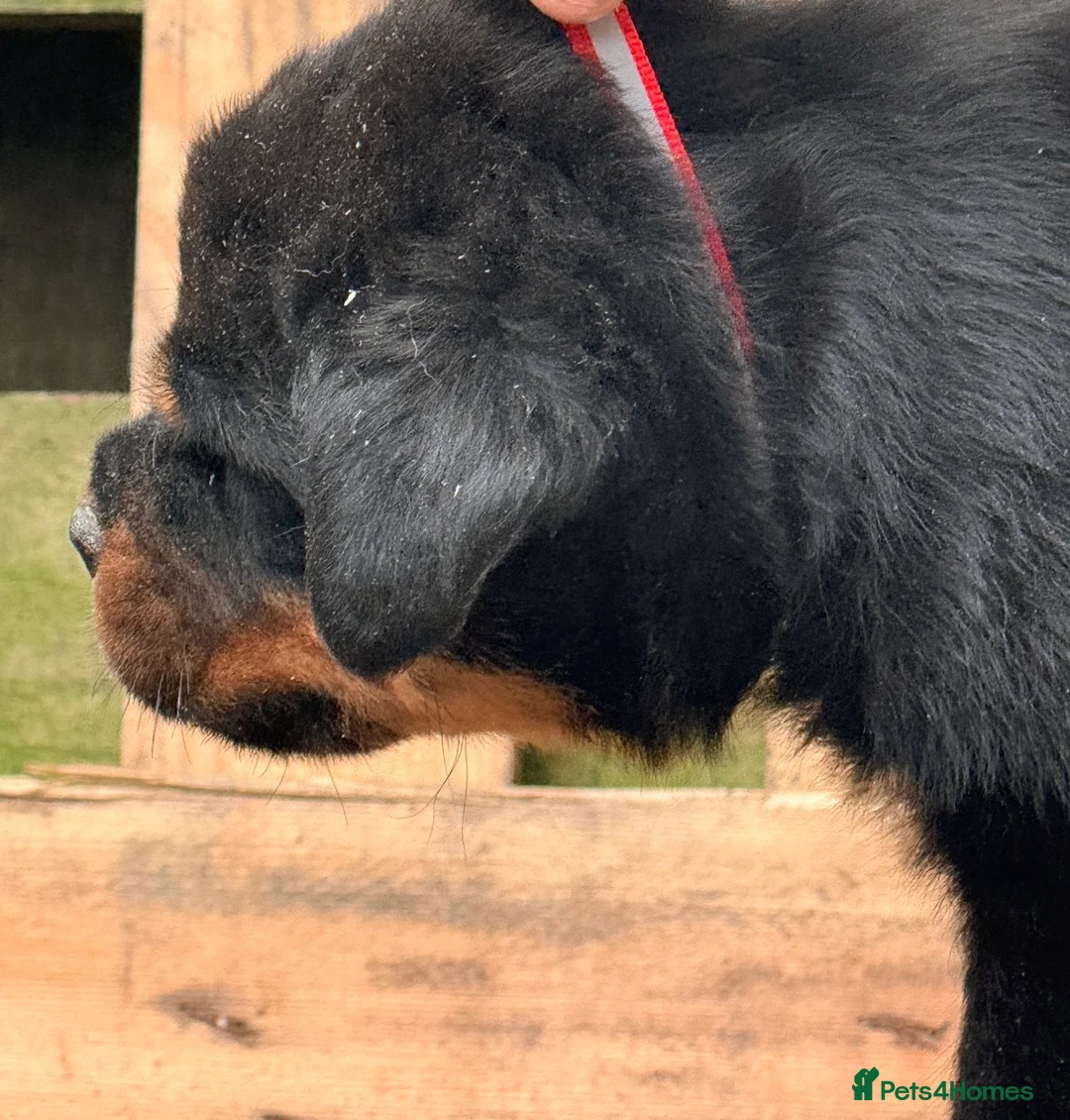 Rottweiler dogs for sale: Top quality kc pups for sale timitor X edelstein - Advert 11