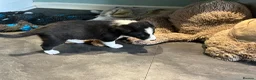 Border Collie dogs for sale: Beautiful border collie puppies  - Advert 8