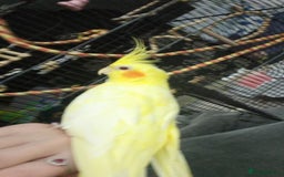 Cockatiels birds for sale: Male cockatiel 3-4 years old - Image 4