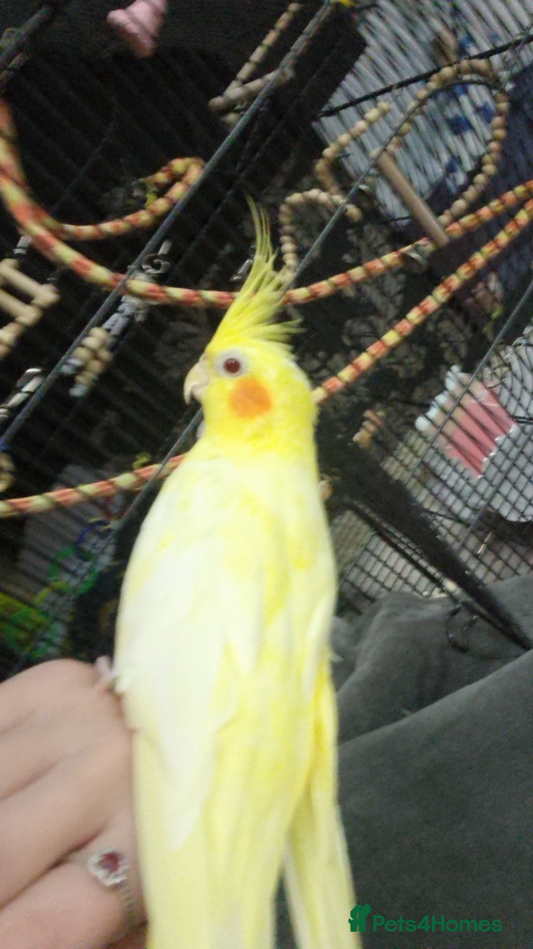 Cockatiels birds for sale: Male cockatiel 3-4 years old - Image 4