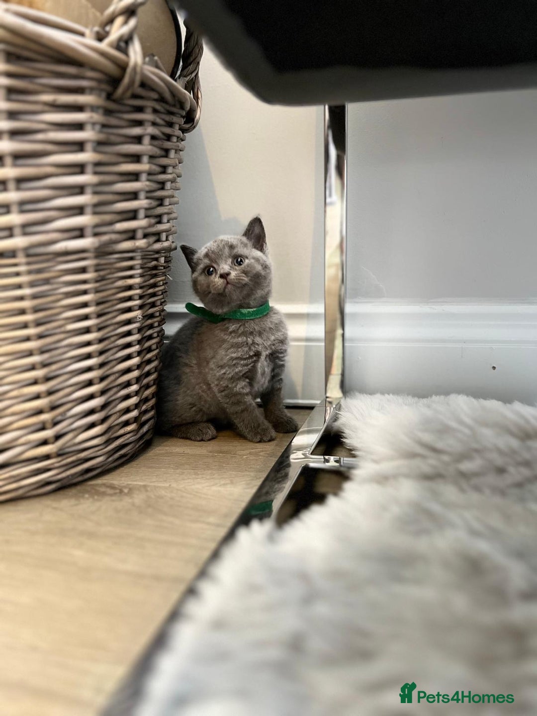 British Shorthair cats for sale: 🏆Grand Champion Sired GCCF BritishShorthair 1left - Image 7