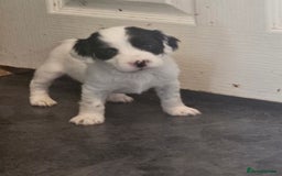 Cocker Spaniel dogs for sale: Beautiful cocker spaniel puppies - Image 12