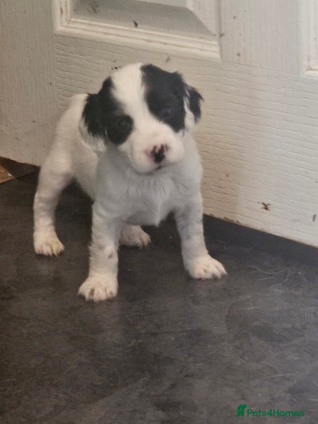 Cocker Spaniel dogs for sale: Beautiful cocker spaniel puppies - Image 12