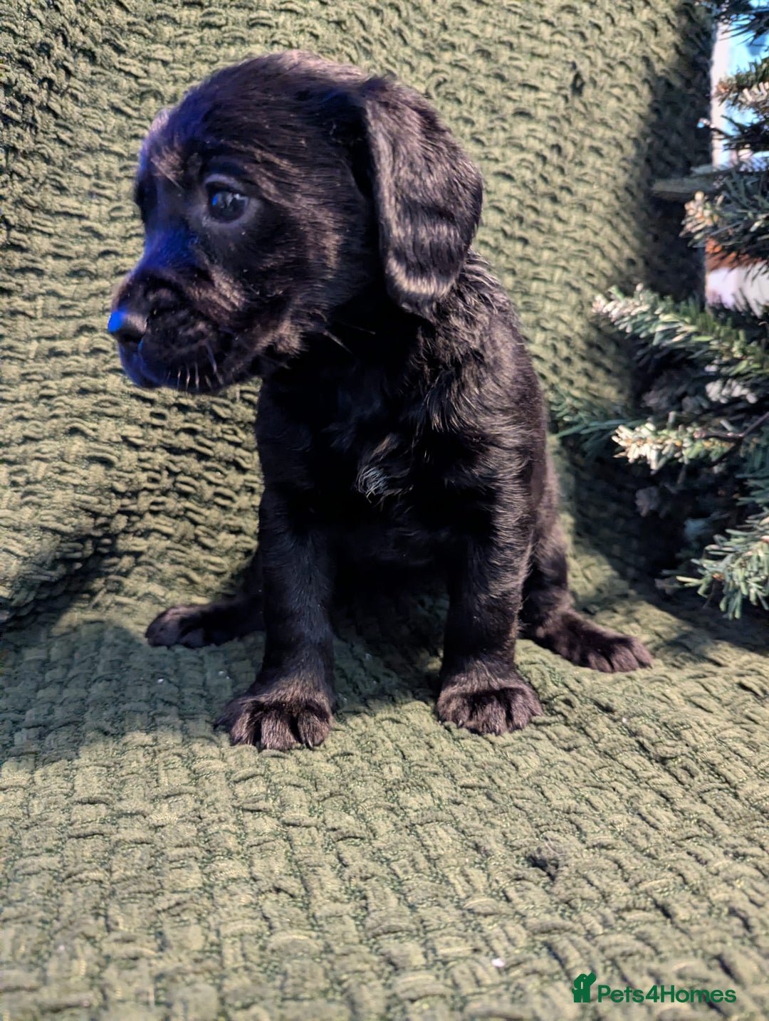 Cockerdor dogs for sale: Cockador Puppies - Advert 33