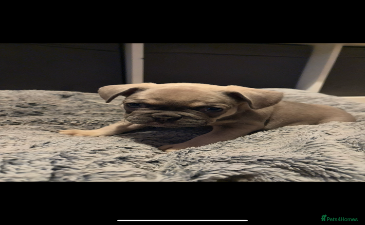 French Bulldog dogs in Manchester - Advert 20
