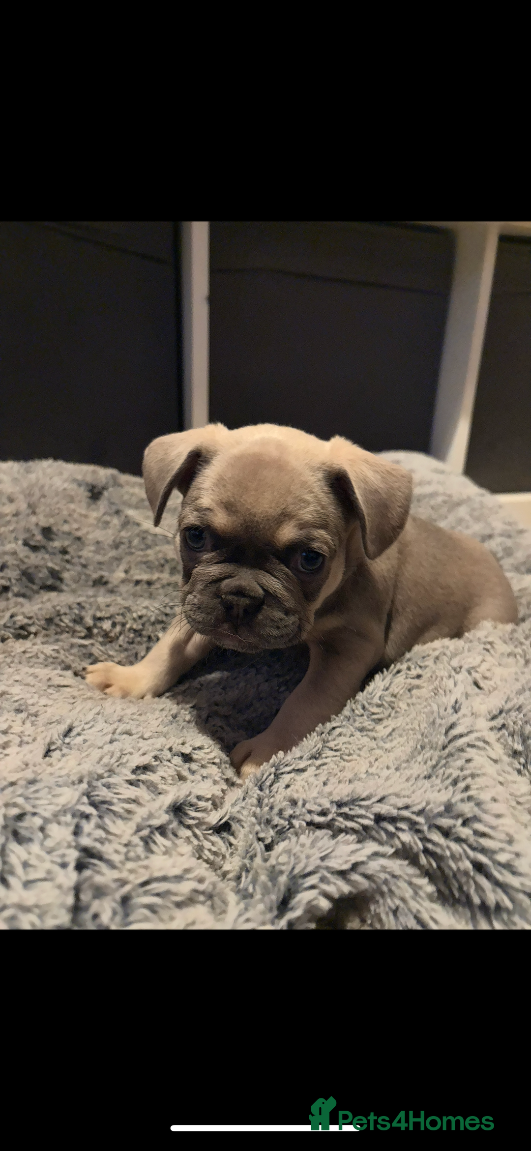 French Bulldog dogs for sale: french bulldog puppies in Manchester - Image 1